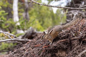 Chipmunk in the woods 