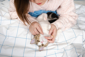 woman play and take care with her pet(Scottish straight tabby classic cat)