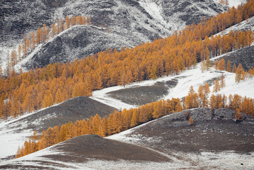 Russia, Western Siberia, South Altai Mountains. Graphic Landscape Of The Ust-Kan High-Mountain Steppe With A Lonely Black Cow. Snow And Yellow Autumn Larch Trees On Rocky Mountain Slopes.   - 443464850