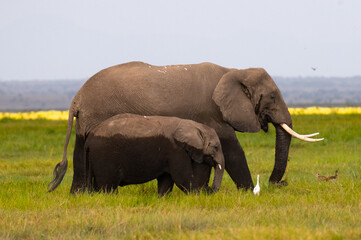 Fototapeta na wymiar Elephant mother and baby