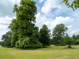 Trees in an English country park in summer