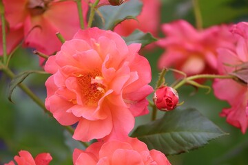 Blüten einer Buschrose