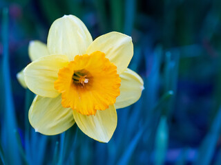 Fototapeta premium Daffodil with white and yellow petals on a blue background