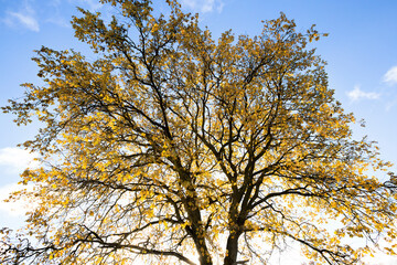 Fototapeta premium oak tree trunk with yellow foliage