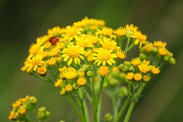 gelbe Blüten von Greiskraut