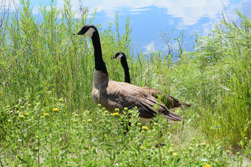 Breeding pair of Canada geese at lake edge walking through luxurious springtime high wild grasses and vegetation