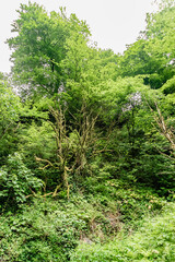 Beautiful nature of Adjara, Georgia
Mountains, old forest, moss, waterfalls