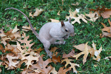 Grauhörnchen ohne Haare / Eastern gray squirrel without hair / Sciurus carolinensis