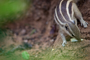 Close-up of a Indian Palm Squirrel  on the tree trunk  looking for food,  on a soft blurry background 