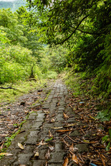Fototapeta premium Beautiful nature of Adjara, Georgia Mountains, old forest, moss, waterfalls