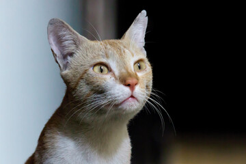 Portrait of cute looking Cat with Yellow eyes and whiskers, nice Soft fluffy purebred straight-eared long hair kitty. Copy space,
 close up, background. Adorable domestic pet concept.