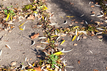 Obraz premium woods road