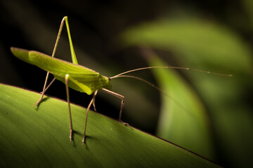 The little grasshopper.