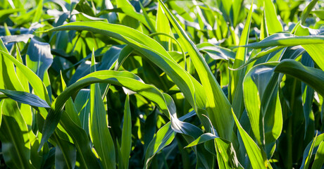 real organic corn field