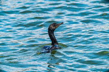 Cormorant in water