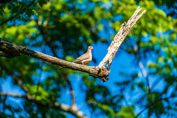 Mourning Dove bird on a branch