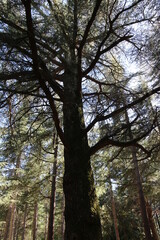 Fototapeta premium Tour Philippe - Bonnieux - Cèdres - Lavandes