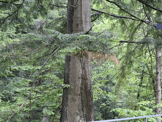 tree in the forest