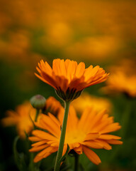 Close-up of a orange calendula flowers (Calendula officinalis), used for production of medicines and pharmaceutics. 
 Blurred green background, shallow field of depth. 
 - obrazy, fototapety, plakaty