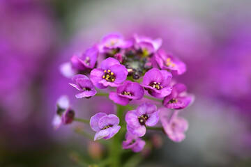 Fototapeta na wymiar Delicate flower with bright pink petals
