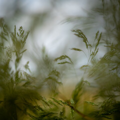Blurred blades of grass and cereal. Shallow depth of field. 