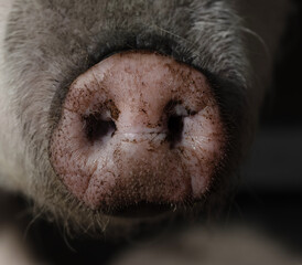 Home pig piglet soiled in sood