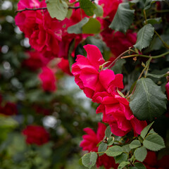 Multiple red rose flowers on a bush. 