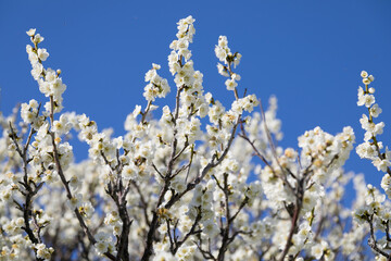 白い梅の花　千葉県習志野市　日本