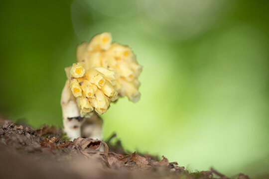 Fichtenspargel (Monotropa hypopitys)