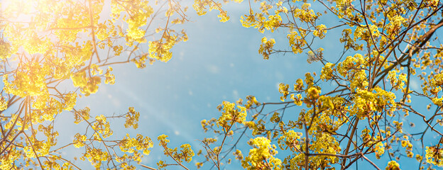 A beautiful yellow flowering tree in blue sky background,, bottom view