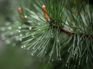 Naklejka na ściany i meble Close-up of rain drops on a pine tree branch. Blurred background. Moody atmosphere of a rainy day. 