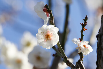 白い梅の花　千葉県習志野市　日本