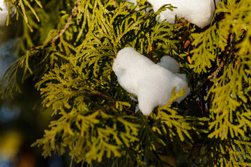 twigs twigs in the snow