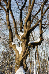 a tree with large branches in a segue in sunny weather