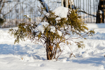 twigs twigs in the snow