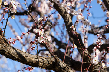 白い梅の花　千葉県習志野市　日本
