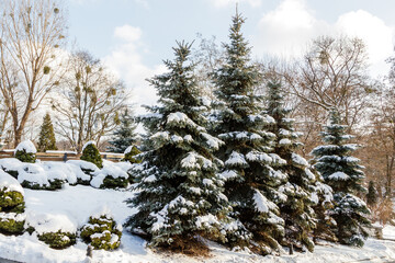Fototapeta na wymiar Green tree in the snow in sunny weather