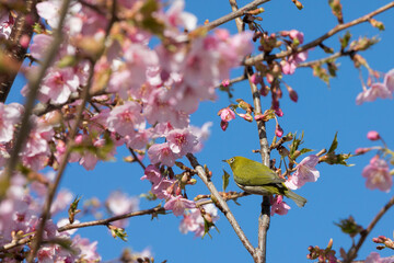 河津桜とメジロ　千葉県習志野市　日本