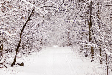 Beautiful winter forest with a beaten path