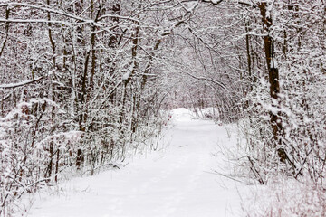 Beautiful winter forest with a beaten path