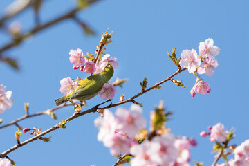河津桜とメジロ　千葉県習志野市　日本