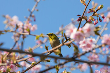 河津桜とメジロ　千葉県習志野市　日本