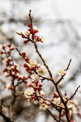 beautifully flowering cherry branches on which the bees sit