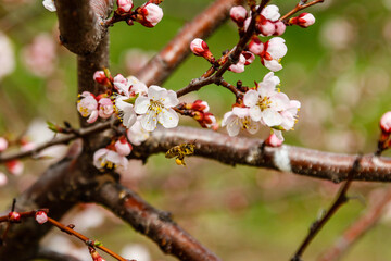 beautifully flowering cherry branches on which the bees sit