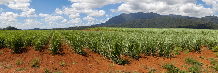 Sugar Cane Plantation. Panorama of cultivated fields with sugar cane against the backdrop of distant mountains and blue sky. 