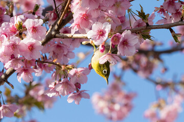 河津桜とメジロ　千葉県習志野市　日本