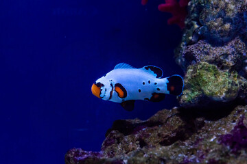 beautiful fish Amphiprion frostbite