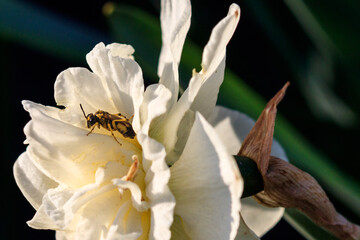 Fototapeta na wymiar beautiful summer terry daffodils with bee