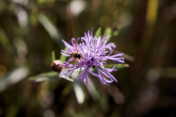 Hover fly on a knapweed (Centaurea jacea)