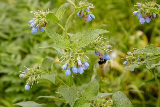 bushes with beautiful serene flowers on which a bee (wasp) is sitting